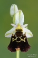 Ophrys_fuciflora_subsp_holubyana_05